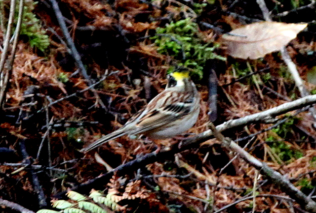 f:id:digibirds:20121125145216j:image