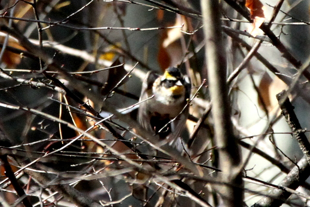 f:id:digibirds:20121125151932j:image
