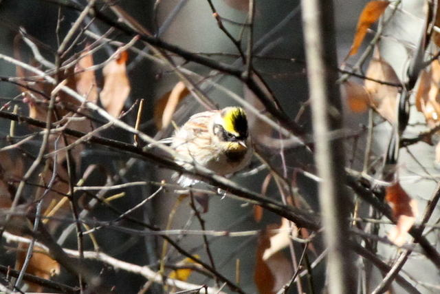 f:id:digibirds:20121125151933j:image