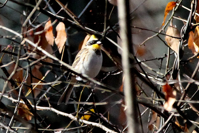 f:id:digibirds:20121125152202j:image