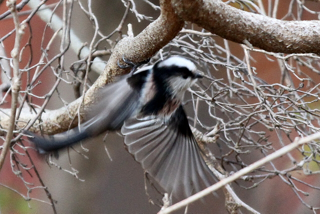 f:id:digibirds:20121214094620j:image