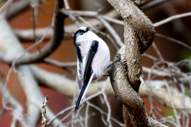 f:id:digibirds:20121214094621j:image