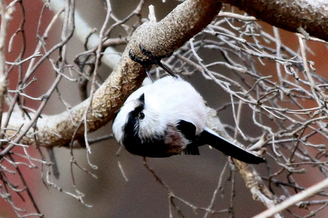 f:id:digibirds:20121214094622j:image