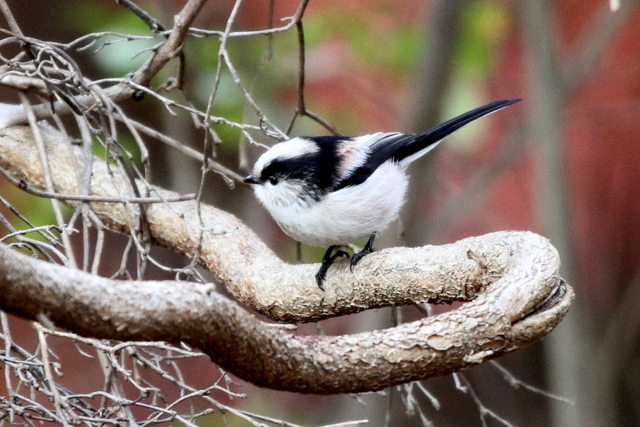 f:id:digibirds:20121214094623j:image