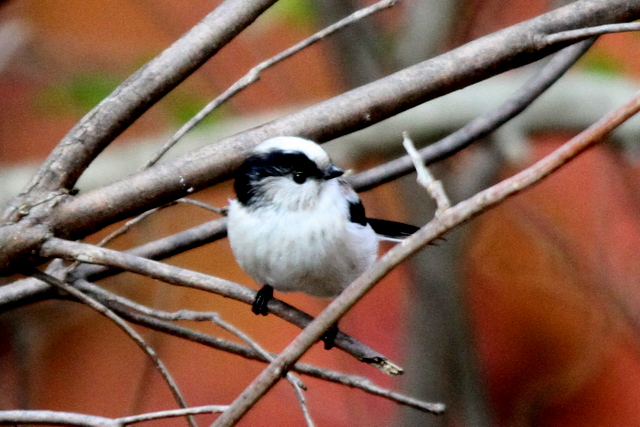 f:id:digibirds:20121214094624j:image