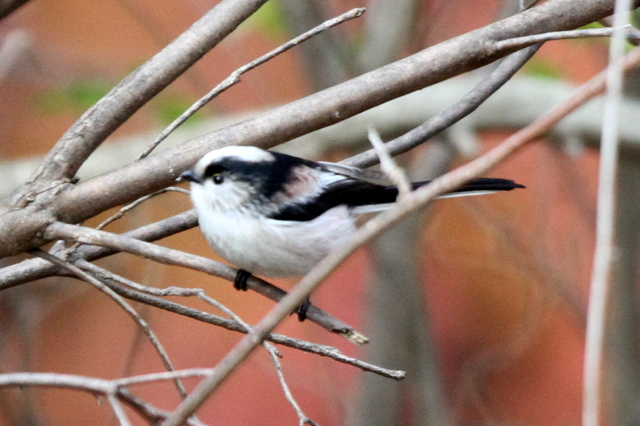 f:id:digibirds:20121214094625j:image