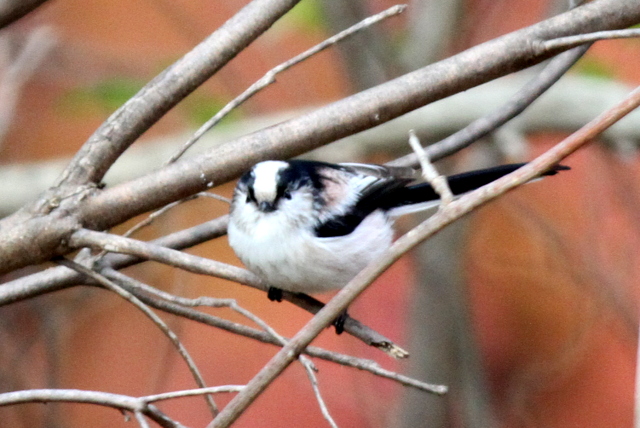 f:id:digibirds:20121214094626j:image