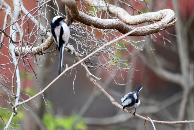 f:id:digibirds:20121214094627j:image