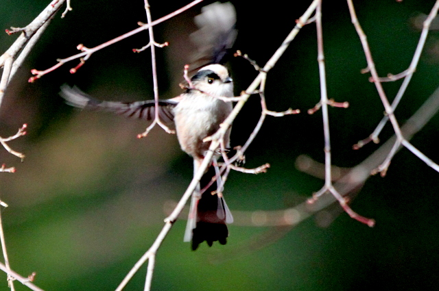 f:id:digibirds:20121214094629j:image