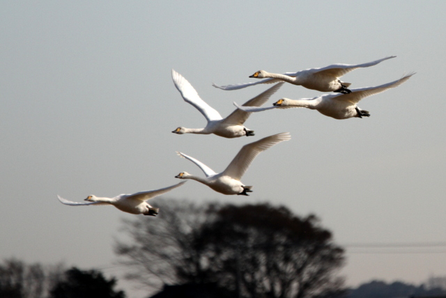 f:id:digibirds:20121221155055j:image