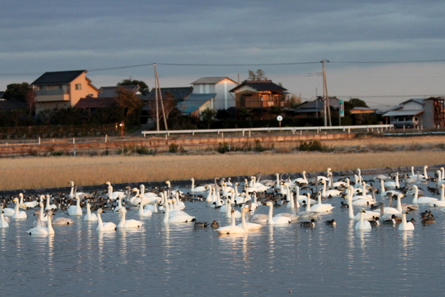 f:id:digibirds:20121221155057j:image