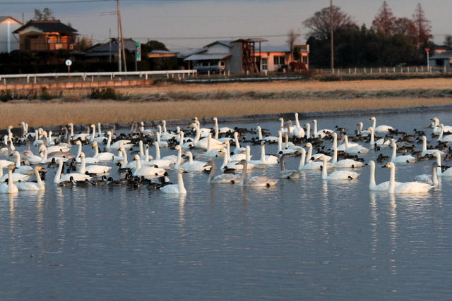 f:id:digibirds:20121221155058j:image