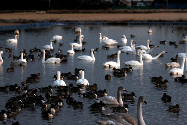 f:id:digibirds:20121221155059j:image