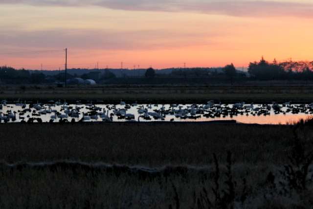 f:id:digibirds:20121221155100j:image