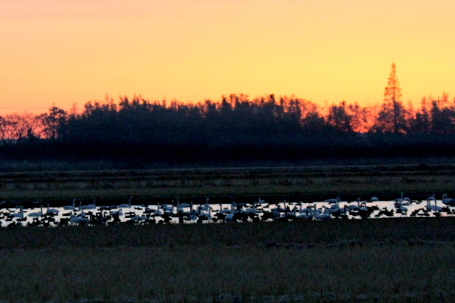 f:id:digibirds:20121221155101j:image