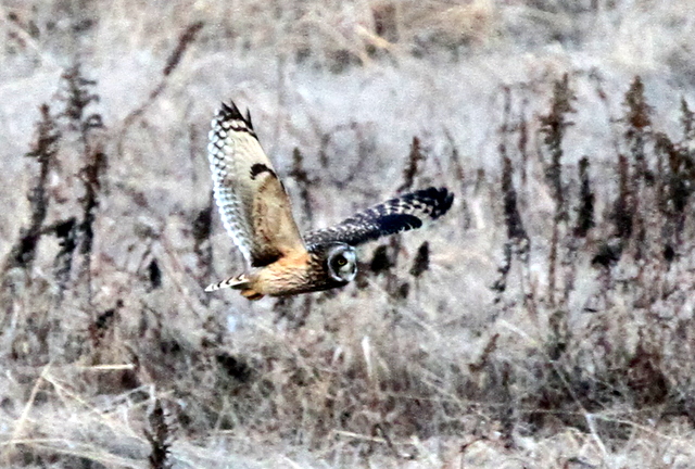 f:id:digibirds:20121229192641j:image