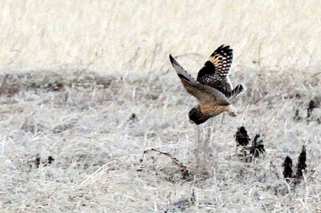 f:id:digibirds:20121229192644j:image