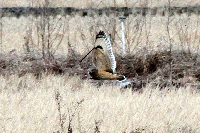 f:id:digibirds:20121229192645j:image