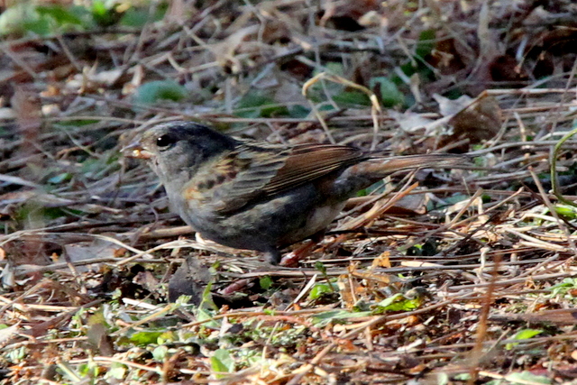 f:id:digibirds:20130104192938j:image