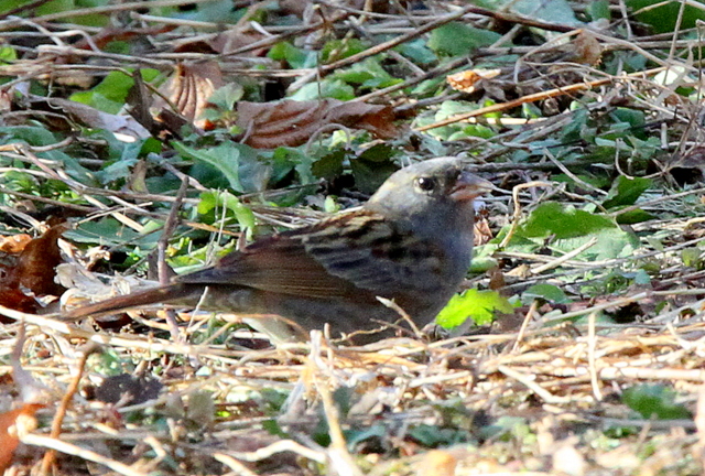 f:id:digibirds:20130104192939j:image