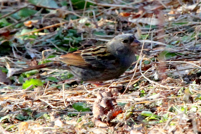 f:id:digibirds:20130105063001j:image