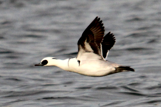 f:id:digibirds:20130106182556j:image