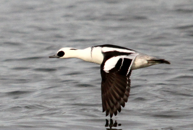 f:id:digibirds:20130106182557j:image