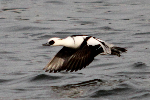 f:id:digibirds:20130106182600j:image