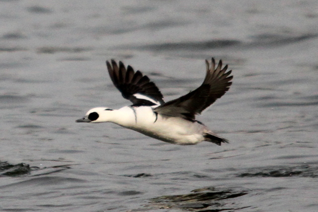 f:id:digibirds:20130106182601j:image