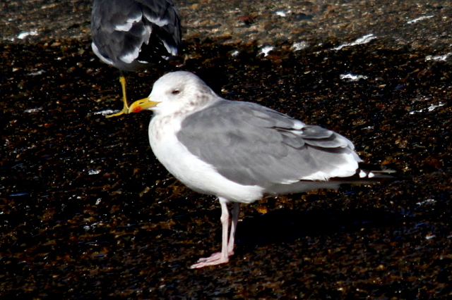 f:id:digibirds:20130107102036j:image f:id:digibirds:20130107102036j:image