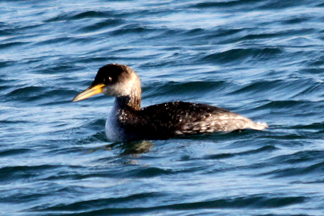 f:id:digibirds:20130109072305j:image f:id:digibirds:20130109072305j:image