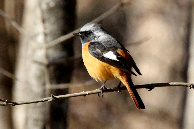 f:id:digibirds:20130116172127j:image