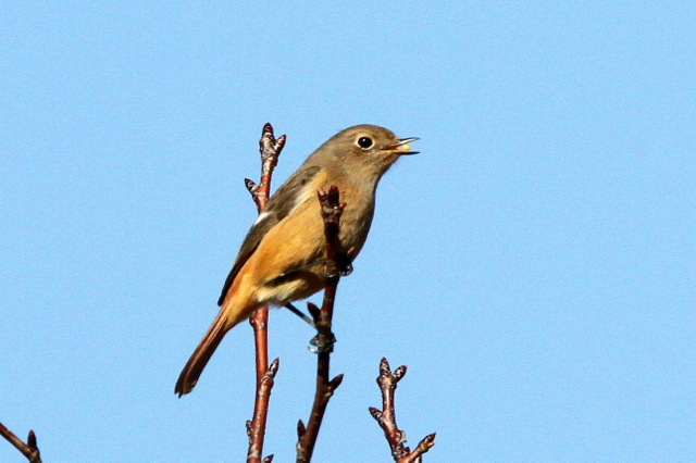 f:id:digibirds:20130116172137j:image