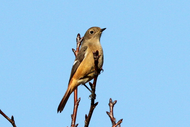 f:id:digibirds:20130116172138j:image