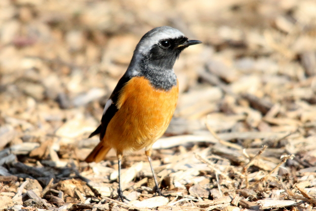 f:id:digibirds:20130116174342j:image
