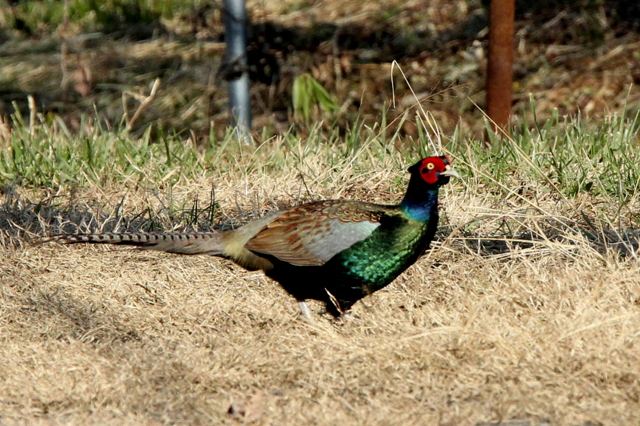 f:id:digibirds:20130117184210j:image