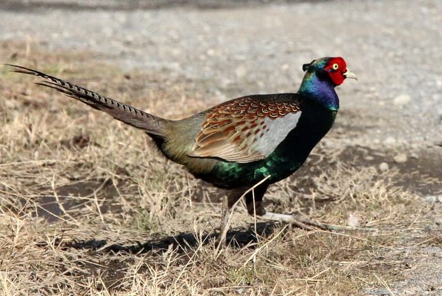 f:id:digibirds:20130117184211j:image