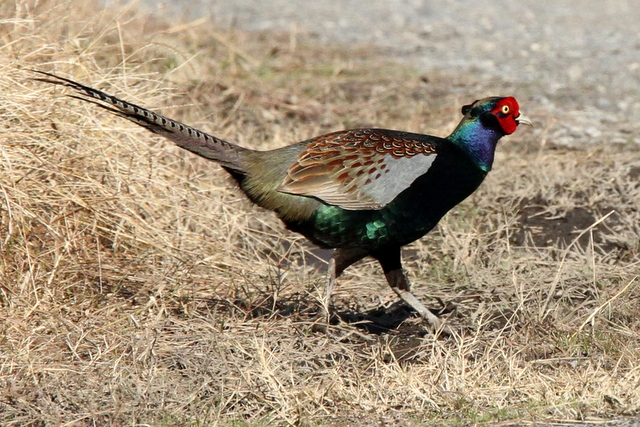 f:id:digibirds:20130117184212j:image