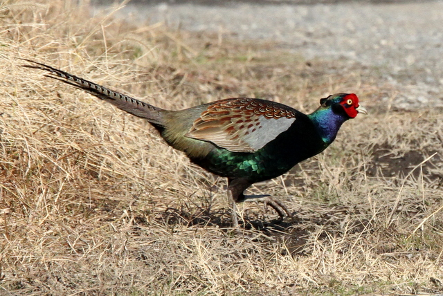 f:id:digibirds:20130117184213j:image
