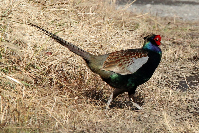 f:id:digibirds:20130117184214j:image