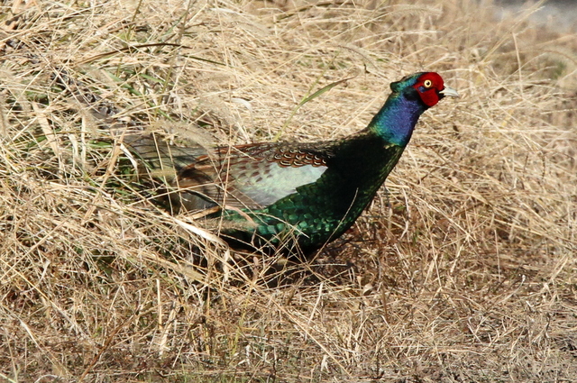 f:id:digibirds:20130117184215j:image