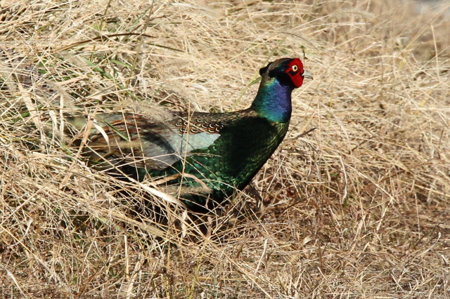 f:id:digibirds:20130117184216j:image
