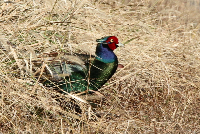 f:id:digibirds:20130117184217j:image