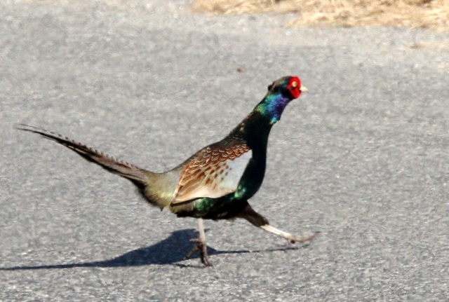 f:id:digibirds:20130118060742j:image