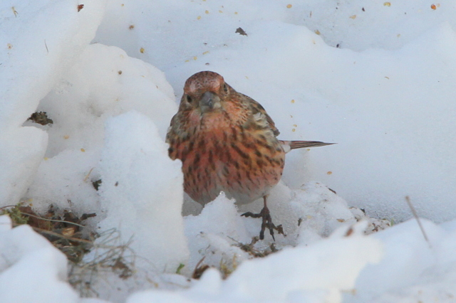 f:id:digibirds:20130120234603j:image f:id:digibirds:20130120234603j:image