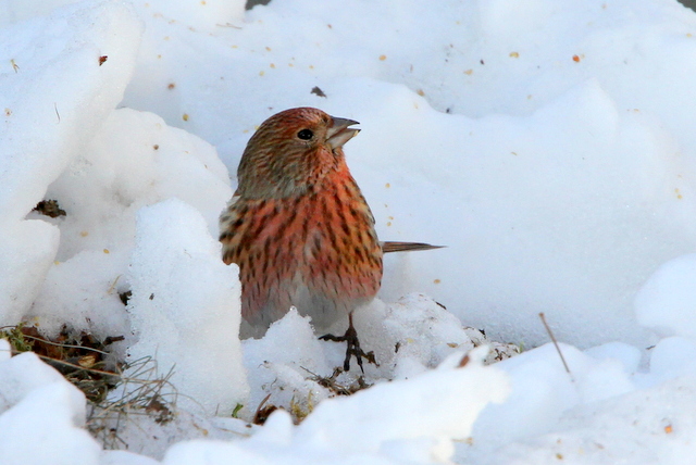 f:id:digibirds:20130120234605j:image f:id:digibirds:20130120234605j:image