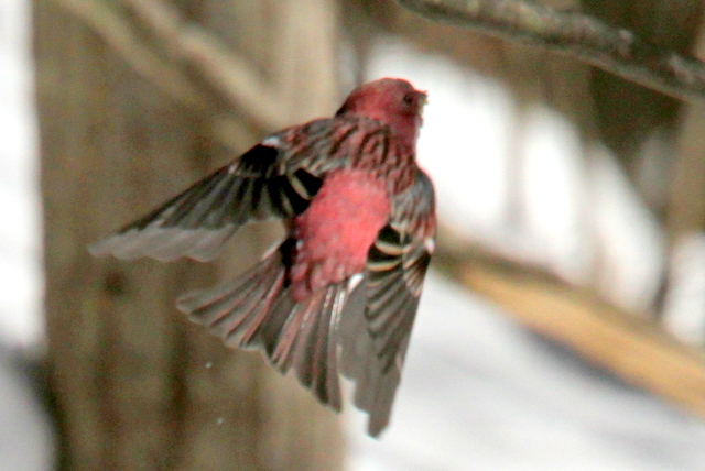 f:id:digibirds:20130120234606j:image f:id:digibirds:20130120234606j:image