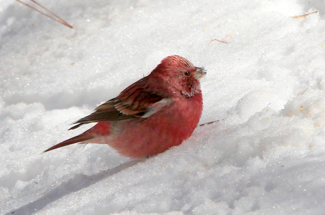 f:id:digibirds:20130120234607j:image f:id:digibirds:20130120234607j:image