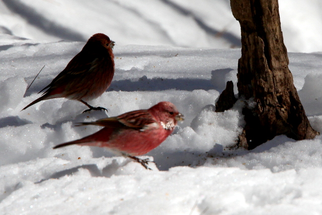 f:id:digibirds:20130120234608j:image f:id:digibirds:20130120234608j:image