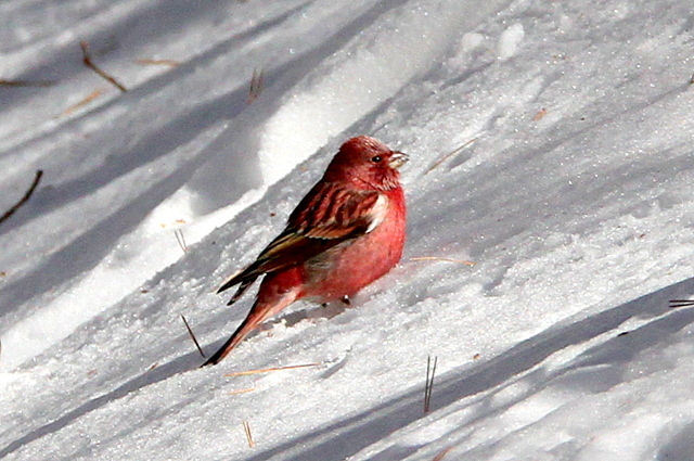 f:id:digibirds:20130120234609j:image f:id:digibirds:20130120234609j:image